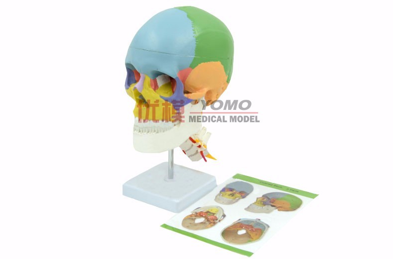 醫(yī)學教學模型