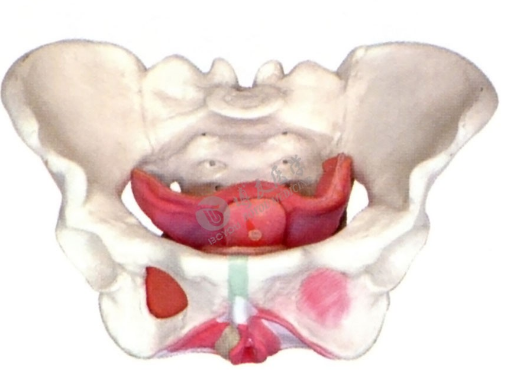 醫(yī)學(xué)教學(xué)模型 醫(yī)學(xué)教學(xué)模型