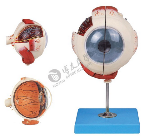 醫(yī)學(xué)教學(xué)模型 醫(yī)學(xué)教學(xué)模型