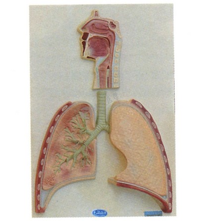 醫(yī)學(xué)教學(xué)模型