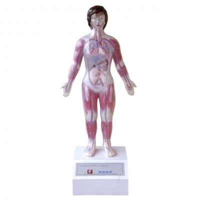 微電腦人體心動周期與大、小循環(huán)演示儀