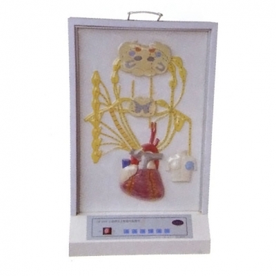 心的神經(jīng)支配電動模型， 心臟神經(jīng)支配模型， 醫(yī)學(xué)教學(xué)模型