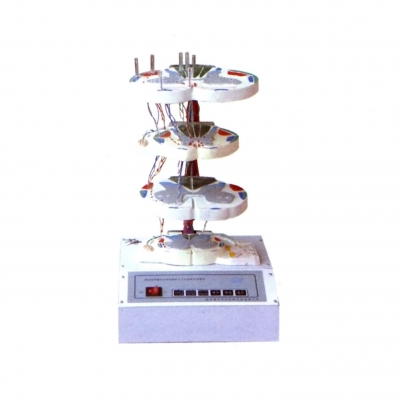 脊髓的內(nèi)部結(jié)構(gòu)和上、下行纖維電動(dòng)模型