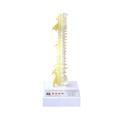脊柱骨與脊神經(jīng)的關(guān)系電動(dòng)模型