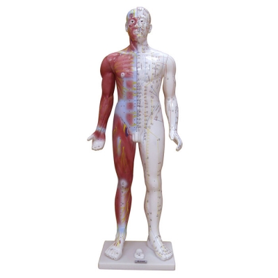 85CM十四經(jīng)穴標(biāo)準(zhǔn)針灸模型
