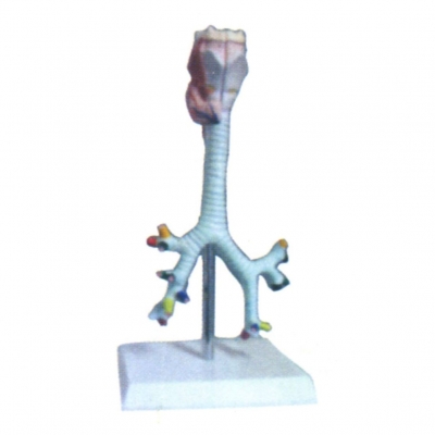 喉、氣管、支氣管及肺段支氣管解剖模型