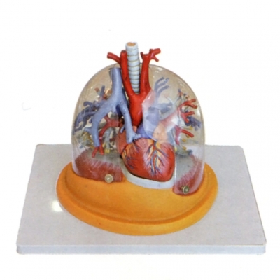 透明肺、氣管、支氣管連心臟模型