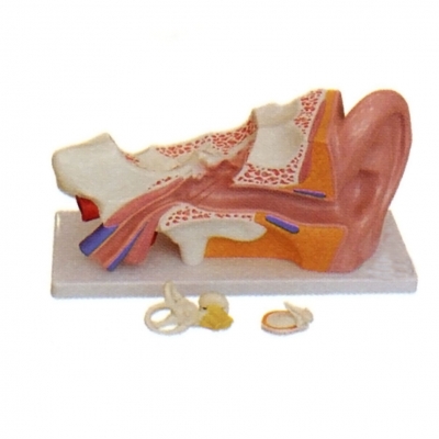 耳 (外、中、內(nèi)) 解剖