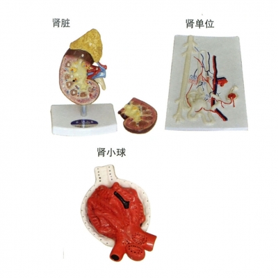 腎臟、腎單位、腎小球放大模型