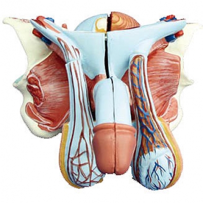 高級男性內外生殖器模型 