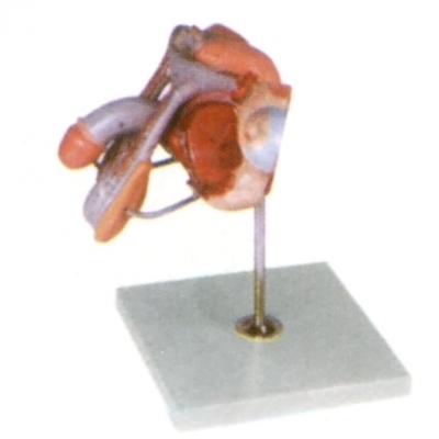 男性生殖器官結(jié)構(gòu)模型