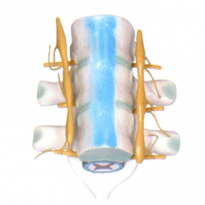 脊髓和脊神經(jīng)模型