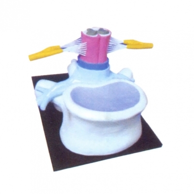 椎骨和脊髓、脊神經(jīng)關(guān)系模型