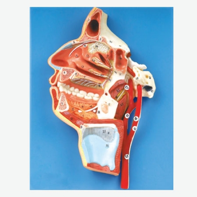 口、鼻、咽、喉內(nèi)側(cè)面血管神經(jīng)模型