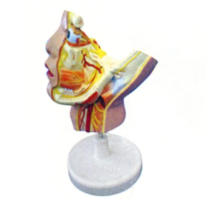 三叉神經及其分支模型