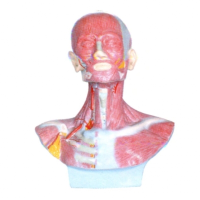頭、面、頸部解剖和頸外動脈配布模型