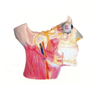 腦神經在頭頸部分布模型