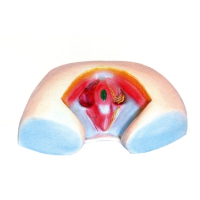 女性會(huì)陰模型