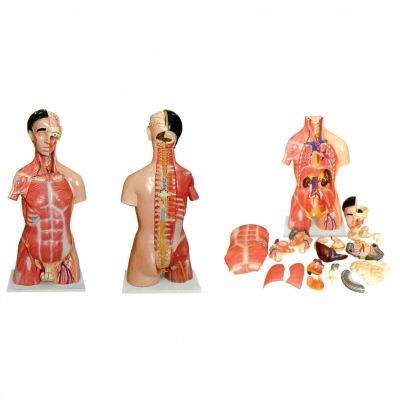 兩性人體頭、頸、軀干模型(28部件）