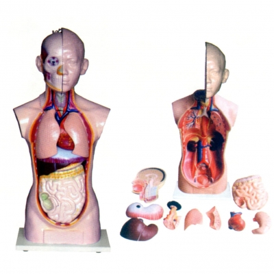 人體頭、頸、軀干模型(10部件)