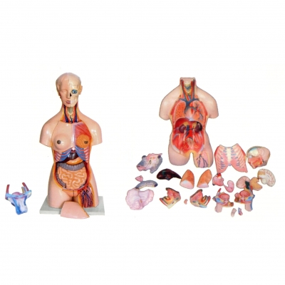 兩性人體頭、頸、軀干模型(41部件）