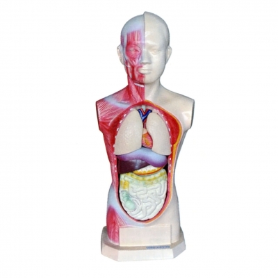 人體頭、頸、軀干模型(8部件)