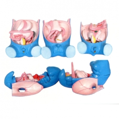 消化、呼吸、泌尿生殖、體腔的發(fā)生模型
