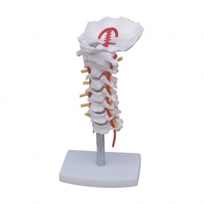頸椎帶頸動(dòng)脈、后枕骨、椎間盤(pán)與神經(jīng)模型