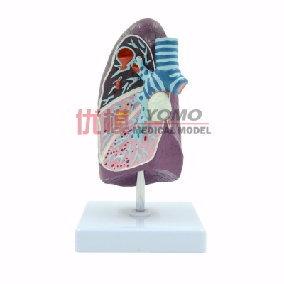 肺段模型