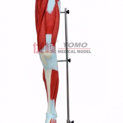 自然大腿肌解剖模型