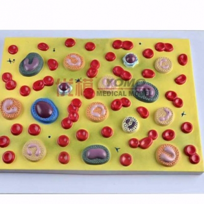 血細(xì)胞模型