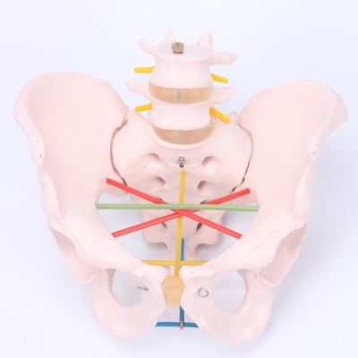骨盆測(cè)量示教模型