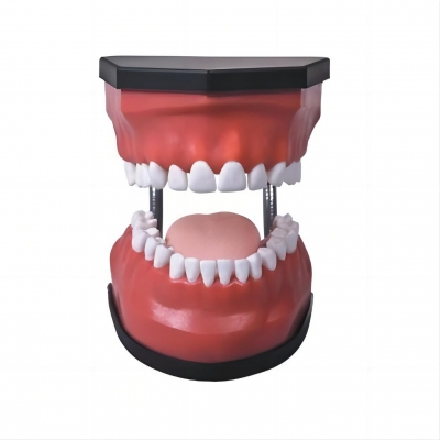 豪華型牙護(hù)理保健模型（32顆牙，可脫卸）（放大5倍）