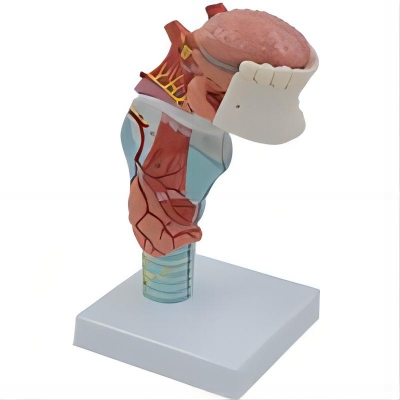 喉連舌、牙模型