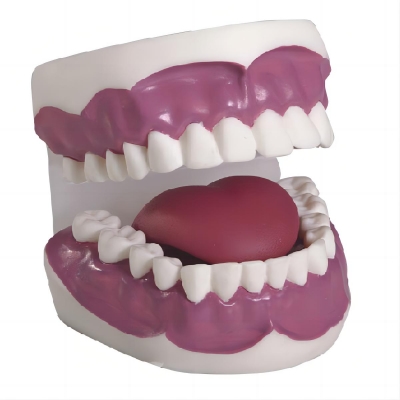 牙護(hù)理保健模型（28顆牙，放大2倍）