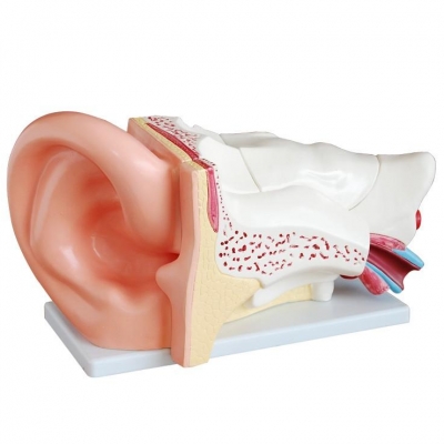 耳解剖模型(5倍)