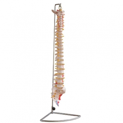 涂漆肌肉的椎柱