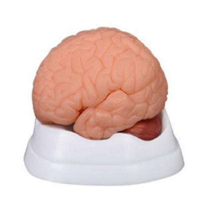 新款腦部模型 9 件