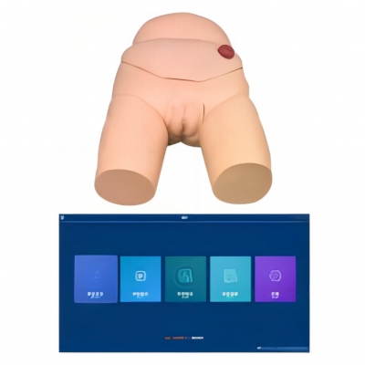 高級女性導(dǎo)尿模型（軟件版）