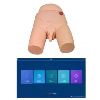 高級男性導(dǎo)尿模型（軟件版）