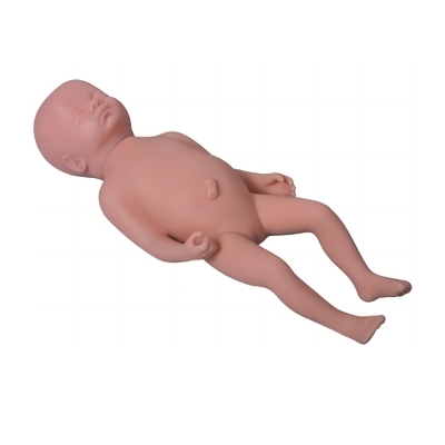高級(jí)足月胎兒模型(男嬰、女?huà)肴芜x)
