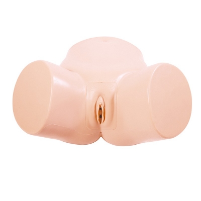 女性導(dǎo)尿模型
