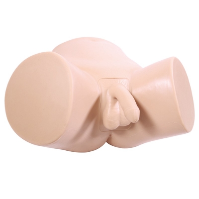 男性導(dǎo)尿模型